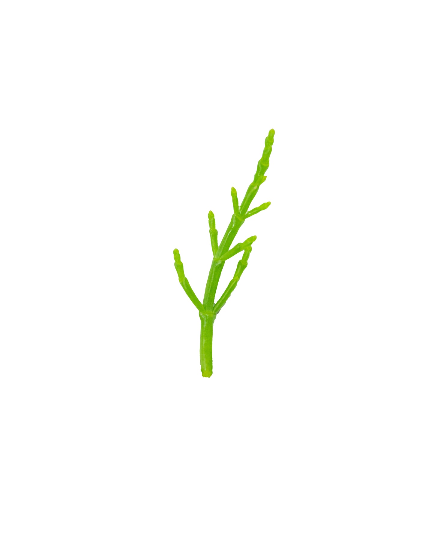 Fresh Sea Asparagus